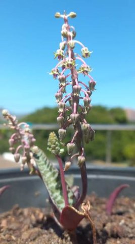 Ledebouria socialis inflorescence